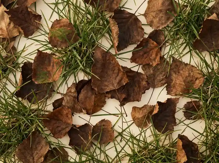 Fallen cottonwood and maple leaves lying loose on short cut grass, seen straight down, dry and curling at their edges.